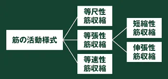 【筋肉の構造】安定・減速・加速｜札幌 桑園 パーソナルジム