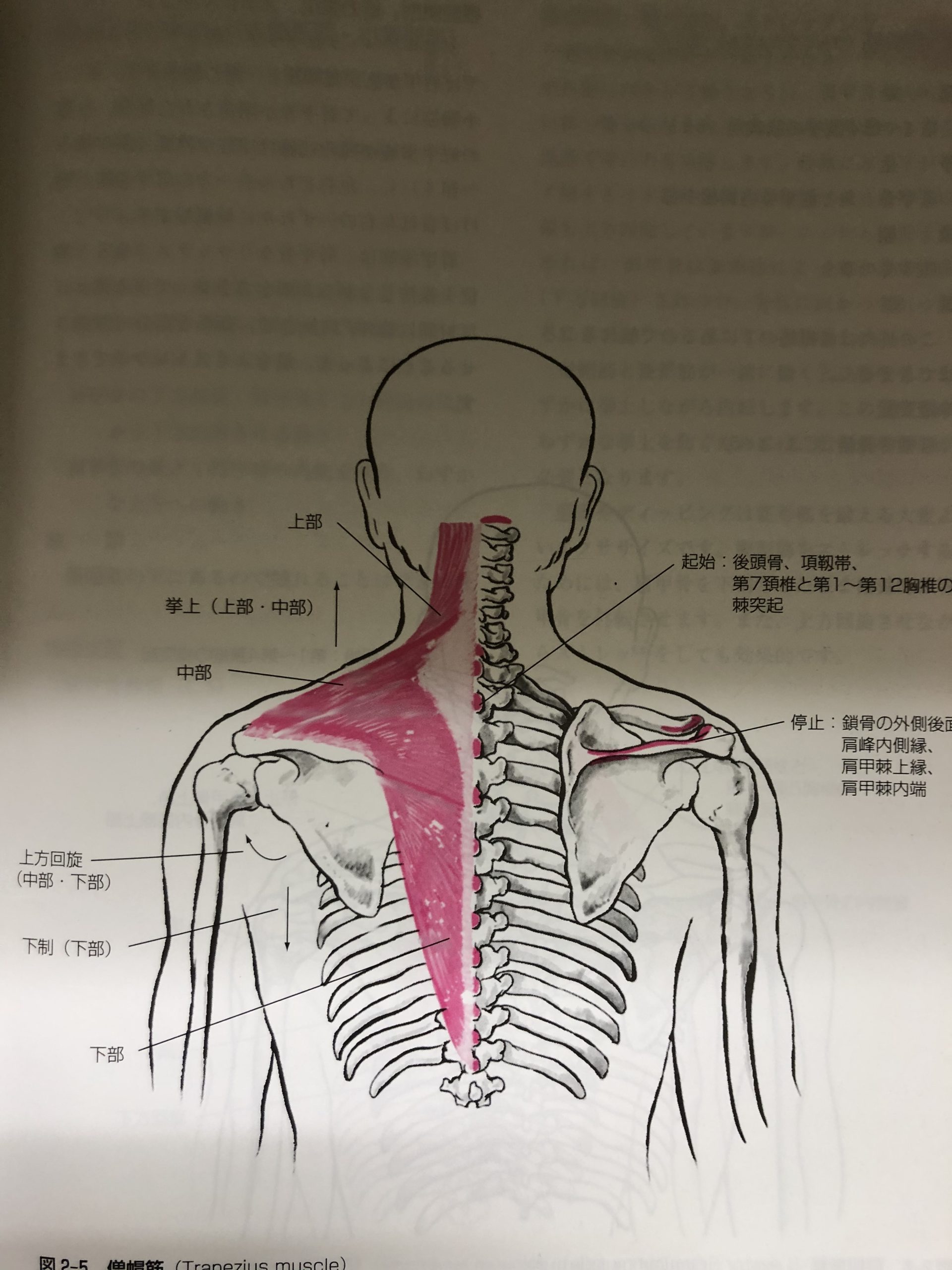肩と肩甲骨のおすすめトレーニング｜札幌 桑園 パーソナルジム